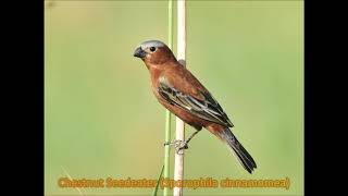 PAMPA ENDEMICS - URUGUAY