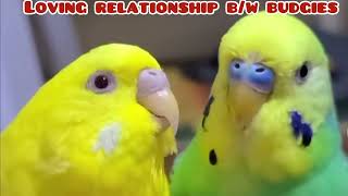 Cute 🥰 moments of love and affection between budgies! #birds  #viral #parakeet #parrot #shorts