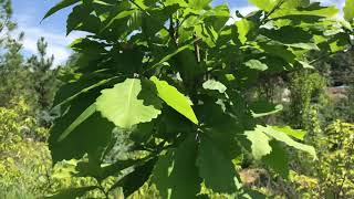 Дуб морозостойки🌳 г Чита, Забайкальский край питомник растений Велес🌿