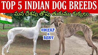 TOP 5 INDIAN DOGS & THEIR PRICES | 2022 IN Telugu | Taju Logics