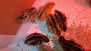 Myshire Farms Coturnix Quail Hatching, They Are So Cute!