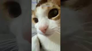 Funny cat videos 🤣📷 #cat #catlover #funnycat #shortvideo #shortsfeed #shorts EPISODE 485