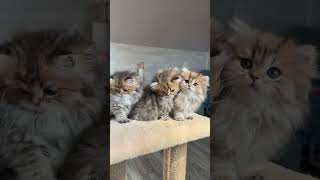 #shorts милые котята #video