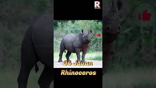 Top 5 Rarest Animals On The Earth 🌎 ||#shortsvideo