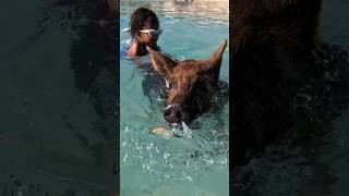 Swimming Pigs in the Bahamas 🇧🇸, this was a really cool excursion we booked at Coco Cay.