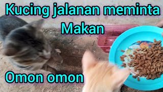 omon omon kucing lucu meminta makan