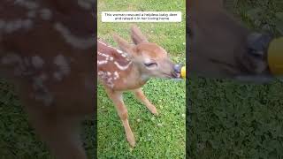 This woman rescued a helpless baby deer and raised it in her loving home #animalshorts