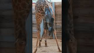 😱Giraffe ne cute baby ko zanm diya|ANIMALS WORLD.#shorts