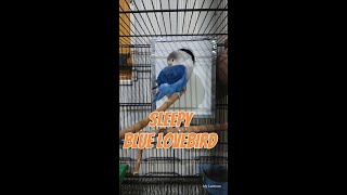 Blue Lovebird's Sweet Nap Time