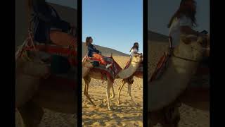 Camel Riding #shorts