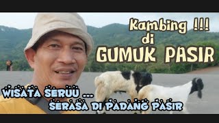 Kambing di GUMUK PASIR | Wisata Seruu..!!! Serasa di Padang Pasir || Riel Gontai