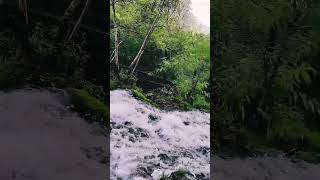 New Trending Video | New Viral Video | #shorts #trending #viral #dance #nature #beautiful #new