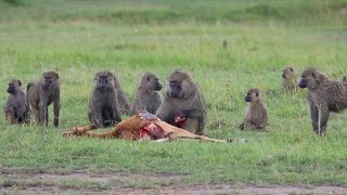 Baboon eating an impala