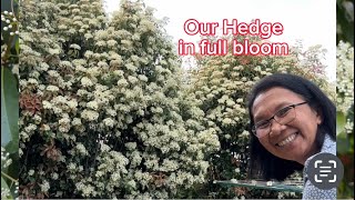 Our Hedge in full bloom #gardening  #hedge #viral  #garden #plants  #flowers