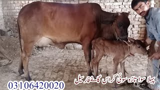 pahla sowa taza cross cawo far sale on youtube in pakistan15/5/23