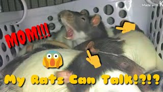 Talking Rats!!