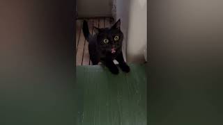 黒猫マグちゃん　家から閉め出されて激おこプンプン丸