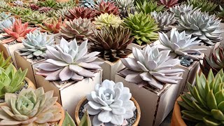 Plantas identificadas| berçário de agavoide por semente e mais 🌱🌵🌿