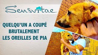 Sauvetage d'une chienne épileptique à Madagascar : L'incroyable transformation de Pia