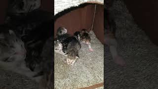 6 days old kittens