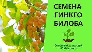 Семена гинкго билоба для выращивания саженцев в Украине. Характеристика и описание