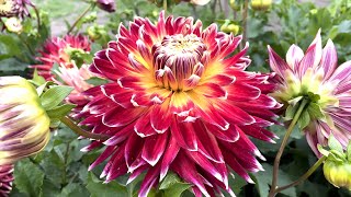 Dahlia 'Akita' - FarmerGracy.co.uk