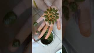 Using my fresh Henna leaves . Conroe, TX.