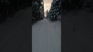 Drone video - Amazing white winters path through white forest #shorts