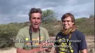 Birding and Fishing Cabo Blanco - Spanish version