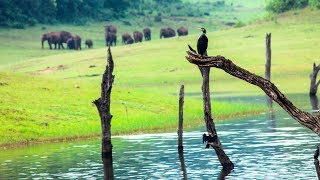 Thekkady wildlife sanctuary, Periyar Tiger Reserve - HD | munnar kerala tourism