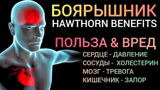 Боярышник (Hawthorn-benefits) Как успокоить Мозг и Сердце l Что важно знать