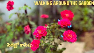 Garden Tour 🌹🌸😍 పెరట్లో అలా కాసేపు - కనకాంబరాలు, గులాబీలు, నల్లేరు, అరటిగెలలు మరెన్నో చూసేద్దాం