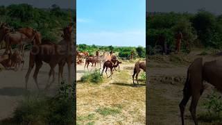 How Camels playing with each other?? Unbelievable shot #camels #wildlife #الجمال