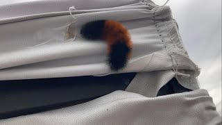 Another Woolly Bear!