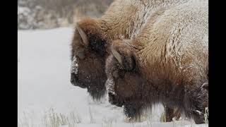 Lamar Valley, Yellowstone