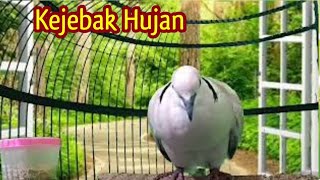 Tangisan Puter Pelung Panjang Dan Jalak Gacor ||Relaksasi hati,fikiran stres ||  Anggungan