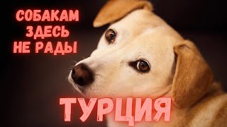 Переезд с животными. Сложно ли найти квартиру? Почему турки не держат дома собак? #мерсин #турция