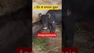 Anaplasmosis in Buffalo #veterinary #veterinarymedicine  Dr Suresh Jangir