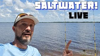 Florida Surf FISHING live at the BAY! #fish #fishing