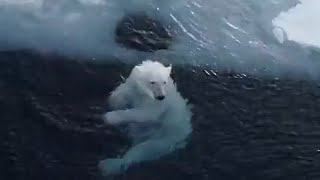 WHAT A POLAR BEAR🐨 DOING IN ICY WATER | 👍ANIMALS