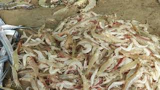 lots of prawn shrimp and fish sale in balugaon chilika fish market