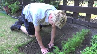 Sowing Lettuce | Jack Shilley