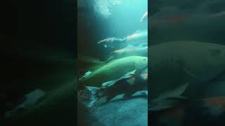 ikan koi 25 Maret 2024 #shortsvideo #ikanhias #ikan #ikankoi #fish