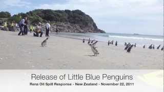 Little Blue Penguins Released in New Zealand