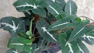 Syngonium Wendlandii(silver goose foot)easy Propagation #shorts