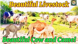 Most Beautiful Cow and Camel Breeds || Top 5 Facts About Camel