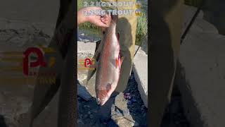 WINNER FISH from Shigar Skardu Fishing Competition | VLOG in description @pakistantouristan #shorts