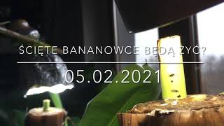 146.🌴🍌Ścięte Bananowce BĘDĄ ŻYĆ? Musa acuminata 'Dwarf Cavendish' 🍌🌴05.02.2021🍌🌴