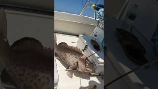 Monster gag #spearfishing #florida #grouper #seafood #sharks #snapper #mutton #fishing #gag