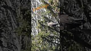 Golden eagle taking off / Décollage d’un aigle royal #nature #wildlife #suisse #eagle #aigleroyal